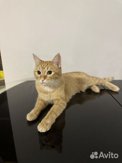 Отдам кошку в добрые руки