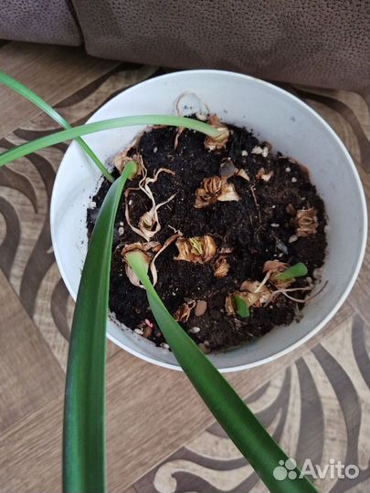 Комнатные цветы