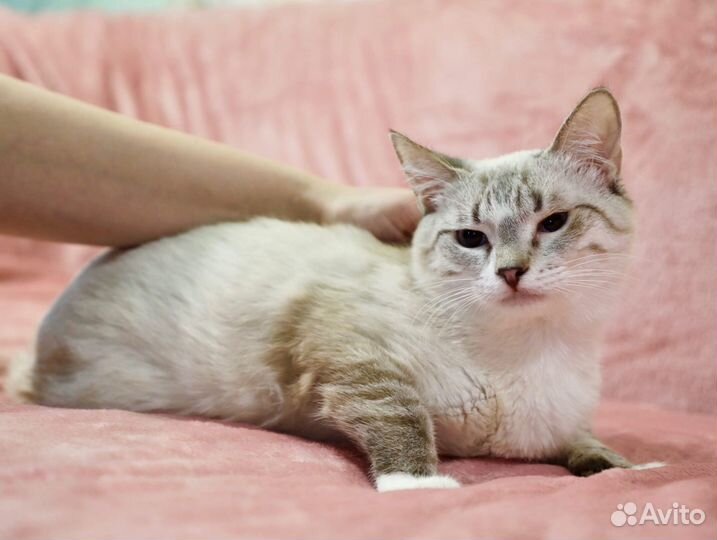 Маффин - тайский красавец ищет заботливые руки