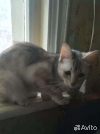 Кошка