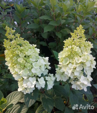 Гортензия метельчатая купить в Челябинске | Товары для дома и дачи | Авито