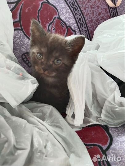 Котята ищут любящих хозяев