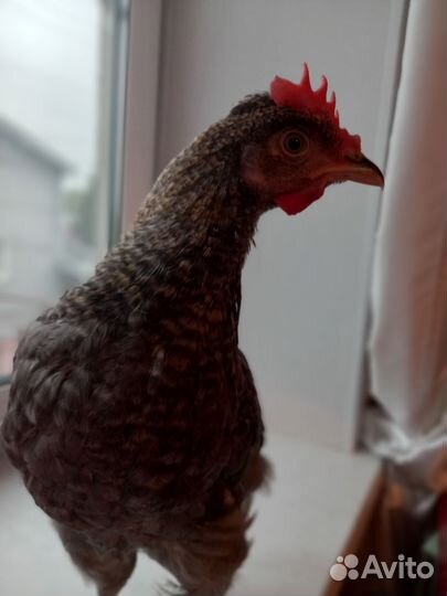 Петушок лакеданзи