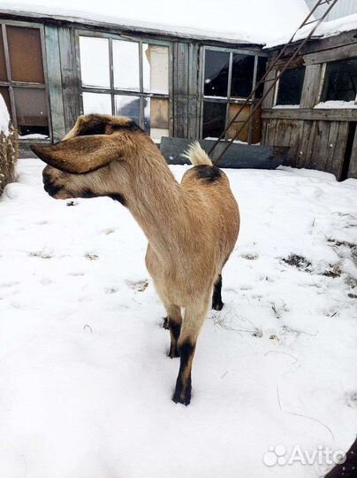 Нубийские козы