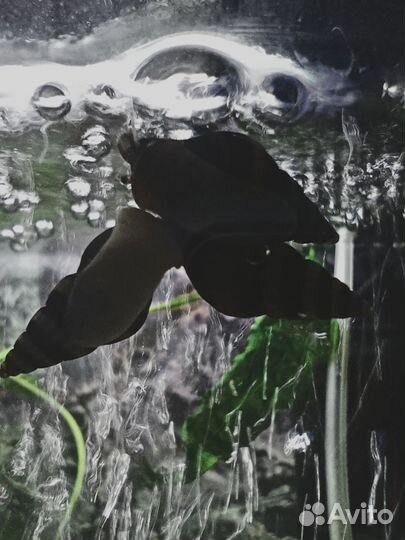 Улитка Хелена