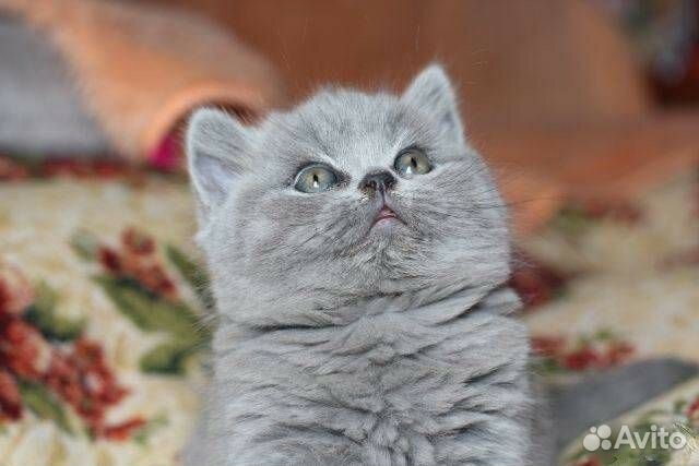 Шотландские классные котята