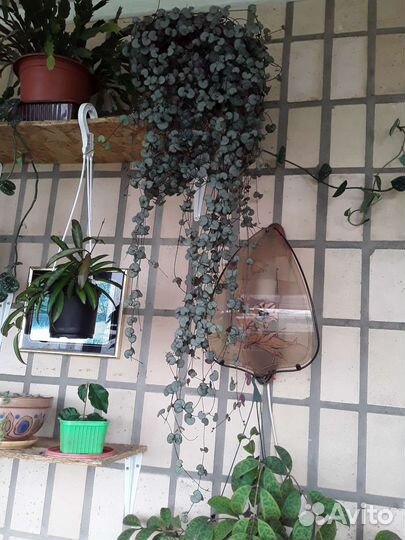 Церопегии Вуда