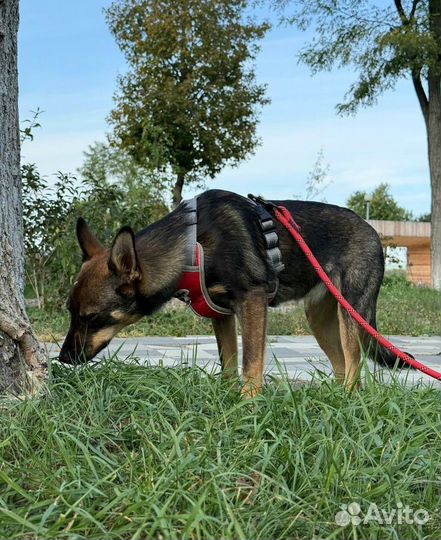Девочка, среднего размера, ищет дом и семью