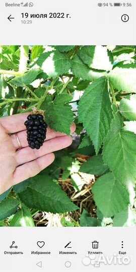 Ежевика Карака Блэк