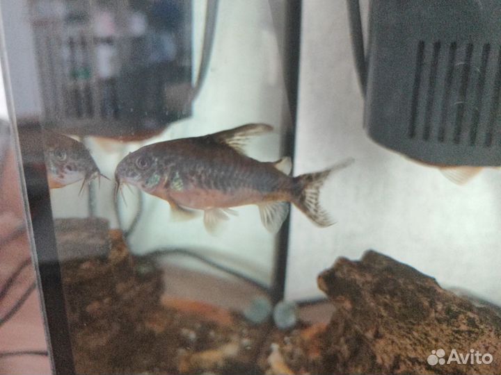 Коридорас крапчатый вуалевый