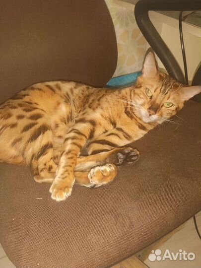 Бенгальская кошка