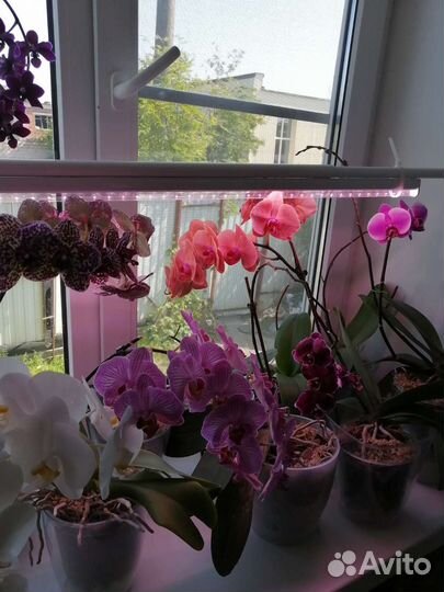 Фитосветильник Uniel