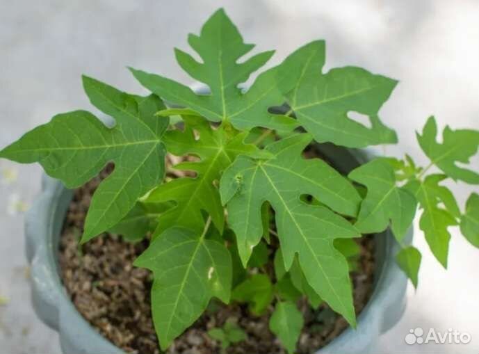 Рассада Папайи