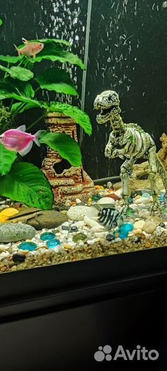 Аквариумная рыбка