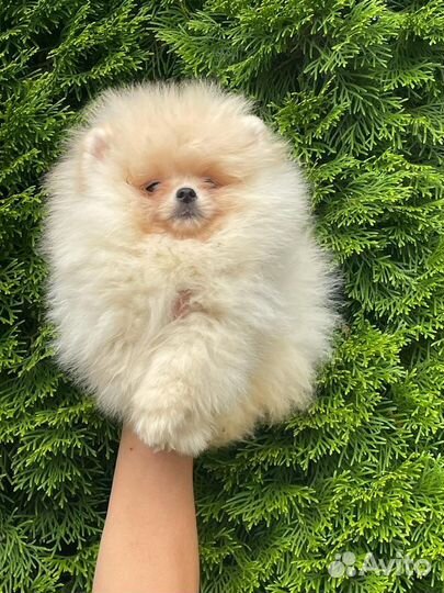 Померанский шпиц медвежьего типа