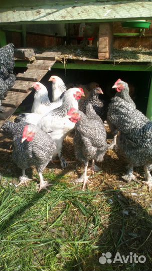 Петухи,куры мехеленская кукушка,брамы