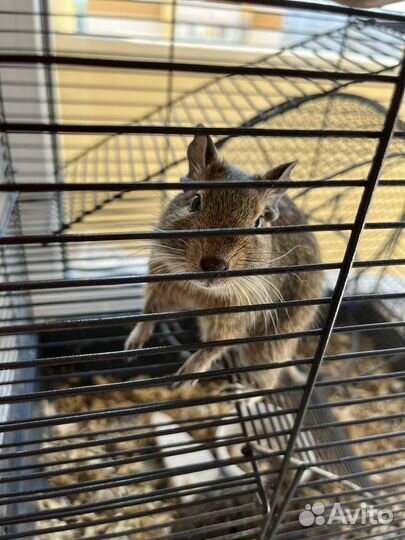 Белка дегу с клеткой