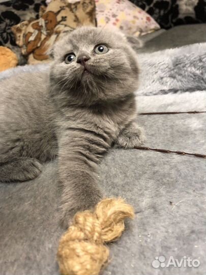 Шотландские котята