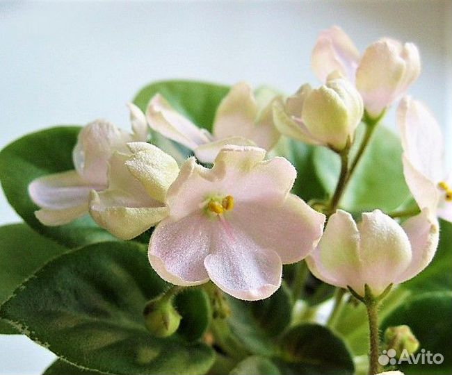 Сортовая фиалка Н - Подснежник полумини