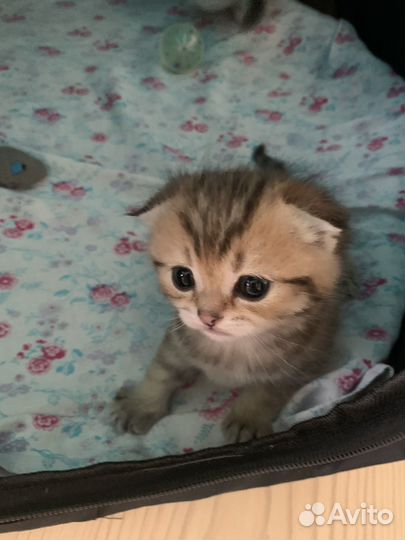 Шотландские котята