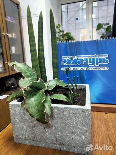 Флорариум,композиция с сансивиериями,подарок