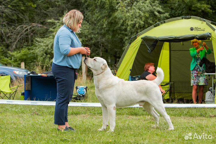 Среднеазиатская овчарка (алабай), вязка
