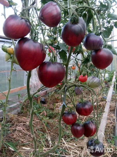Семена томатов сортовых