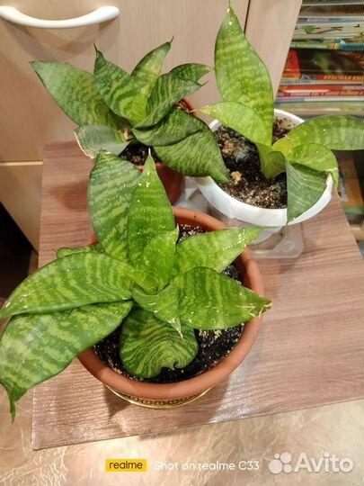 Щучий хвост