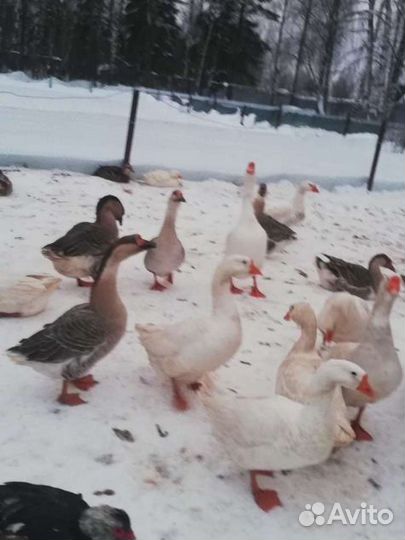 Инкубационные гусиные яйца