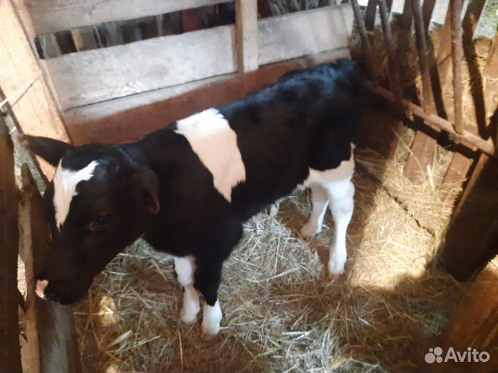 Телята бычки