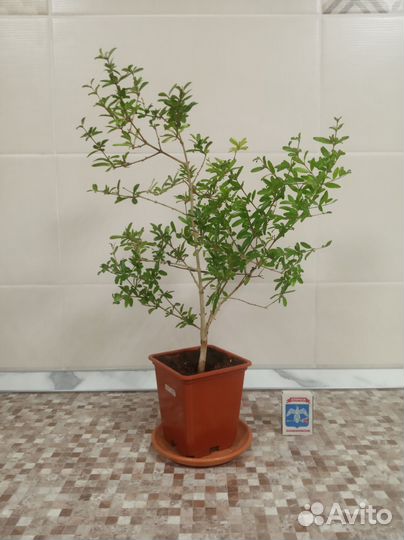 Гранат Нана