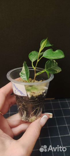 Фикус Эльдорадо и Эстер