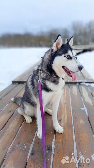 Сибирский хаски