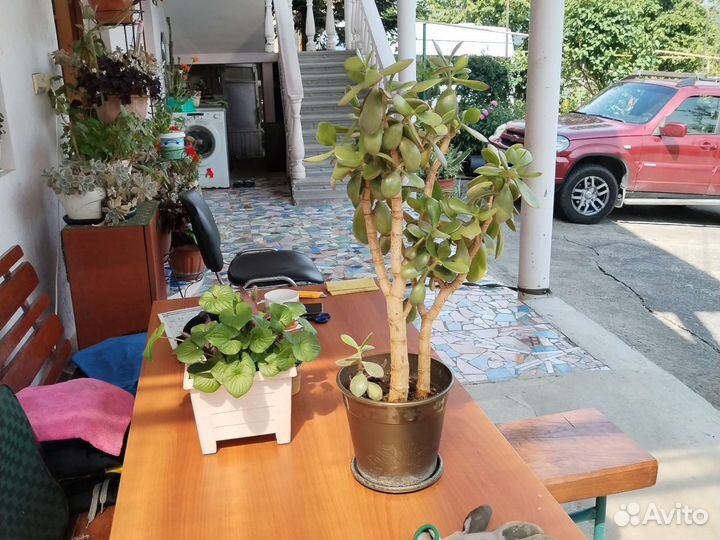 Толстянки, крассула (денежное дерево)