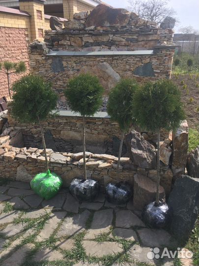 Декоративные растения