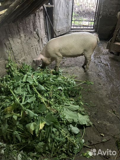 Хряк на племя