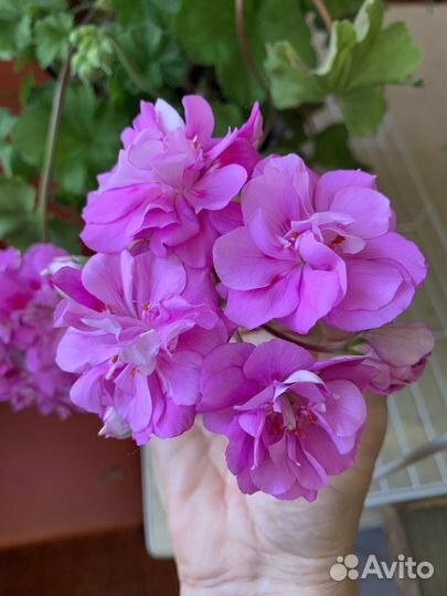 Пеларгония герань