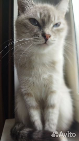 Отдам в добрые руки