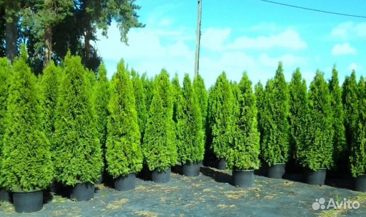Туя смарагд саженцы