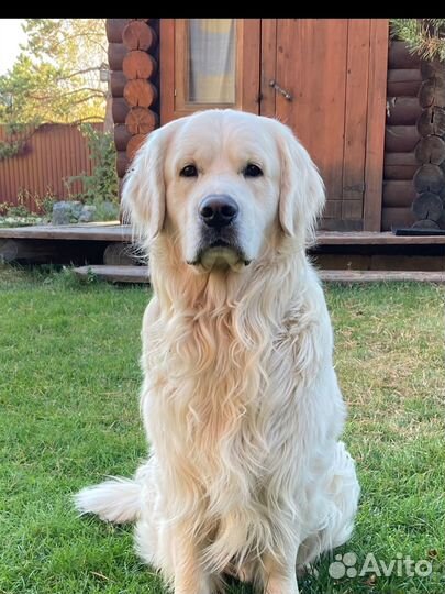 Золотистый ретривер вязка