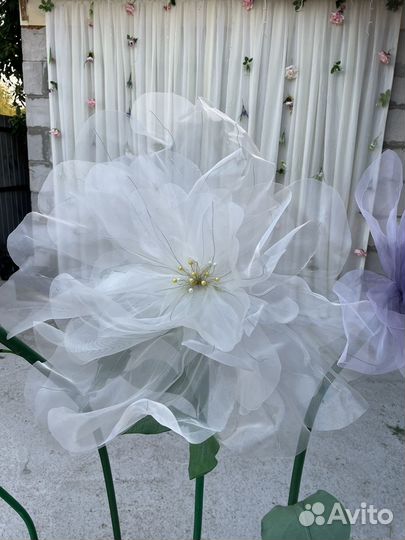 Ростовые цветы