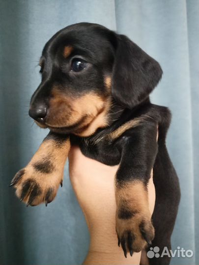 Карликовая такса