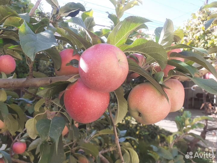 Продам яблоки