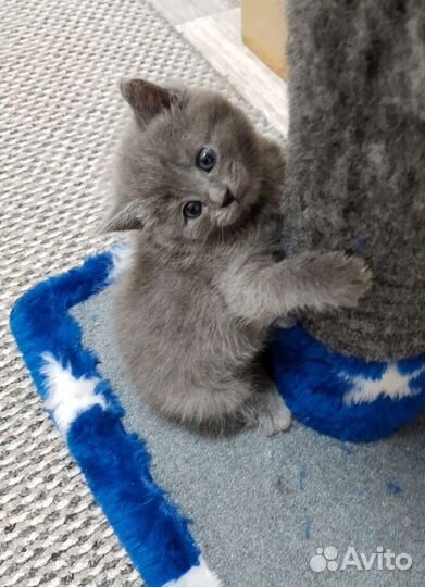 Британские котята