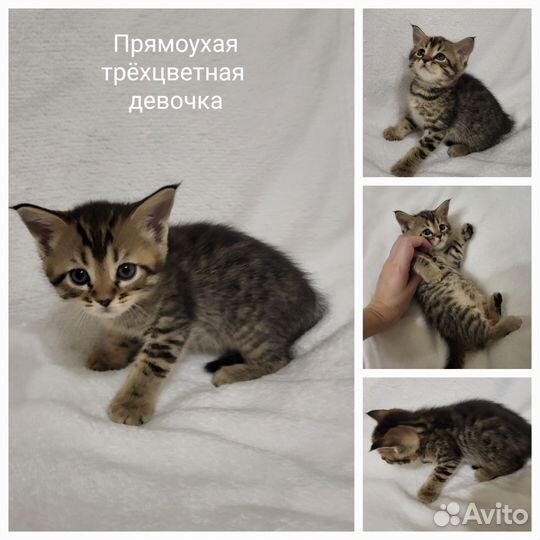 Вислоухие котята