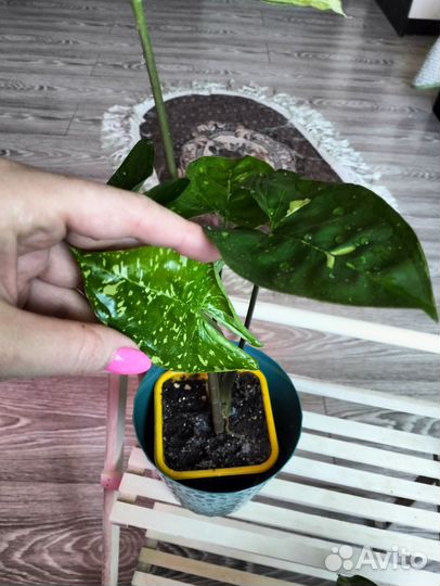 Сингониум Панда