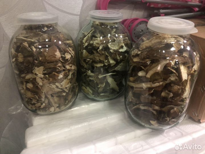 Грибы белые