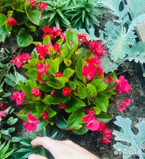 Бегония вечноцветущая