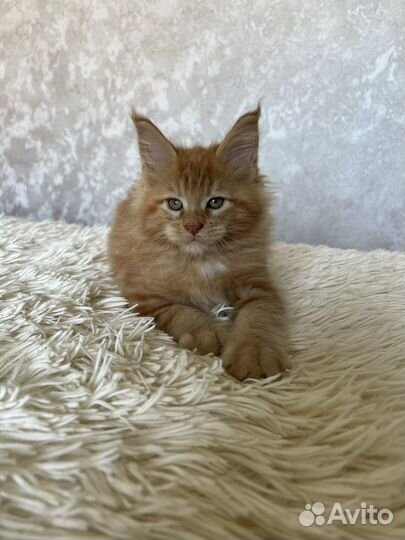 Котята мейн-кун