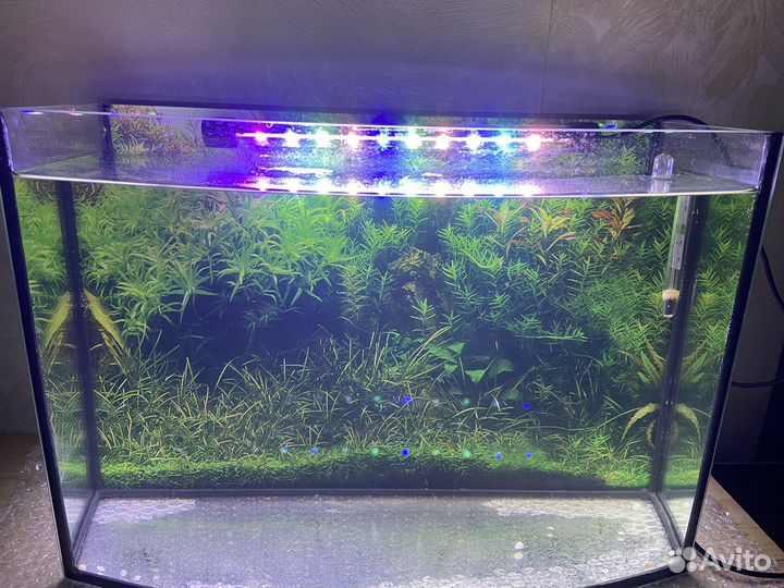 Аквариум на 20 литров